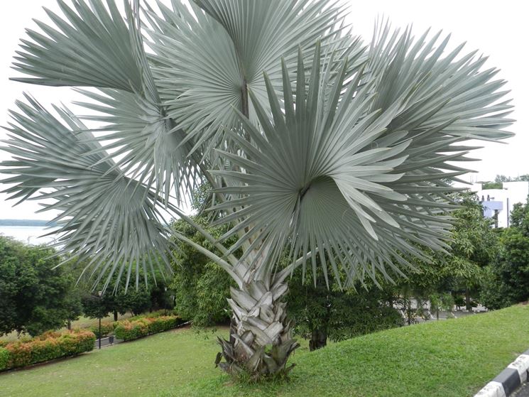 Bismarckia nobilis - Bismarkia nobilis vaso 20