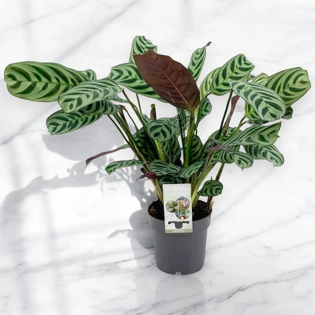Gardenaria Ctenanthe burle-marxii - Pianta da interno ornamentale Altezza: 45 cm (vaso 14)