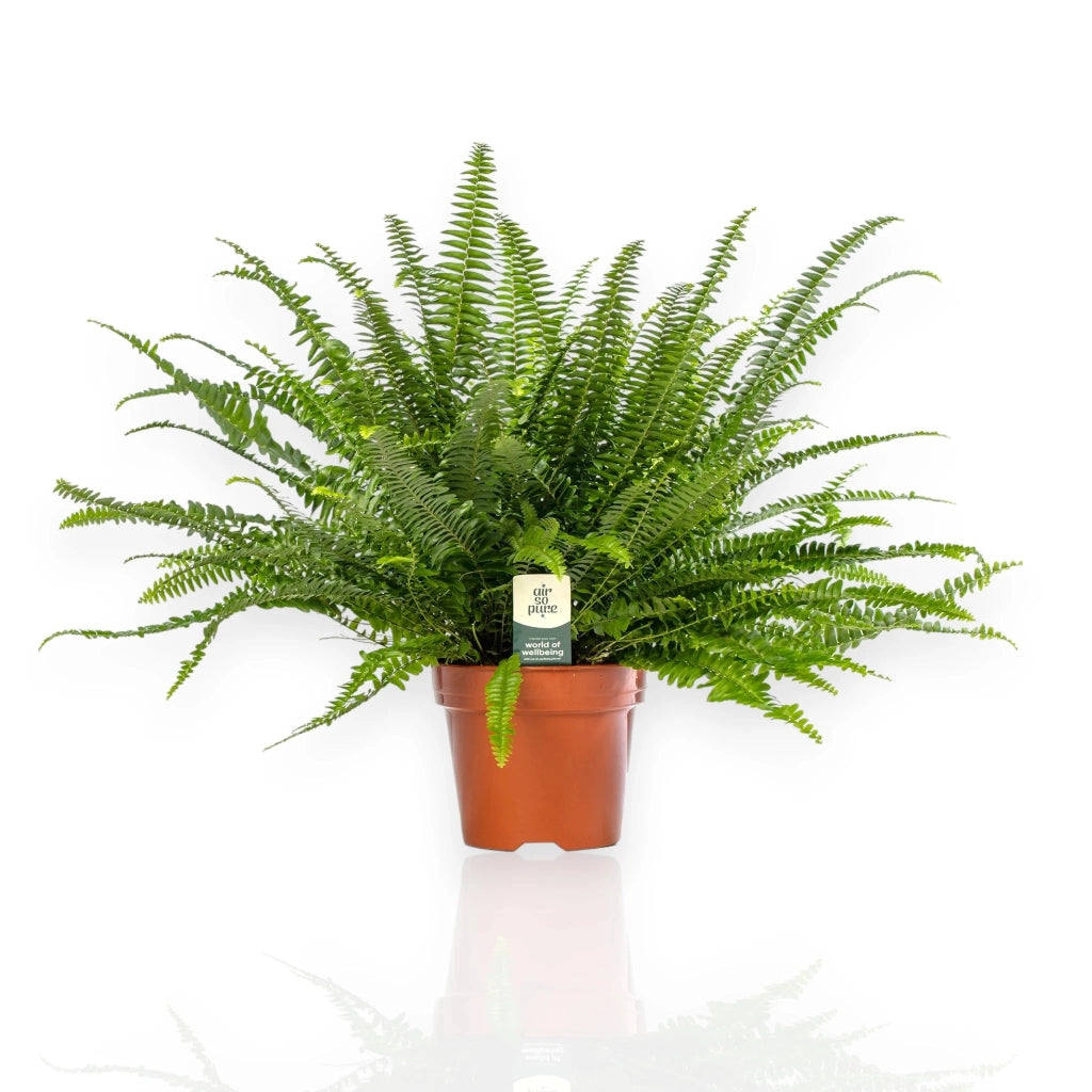Gardenaria Nephrolepis exaltata 'Green lady' - Pianta da interno ornamentale Altezza: 45 cm (vaso 17)