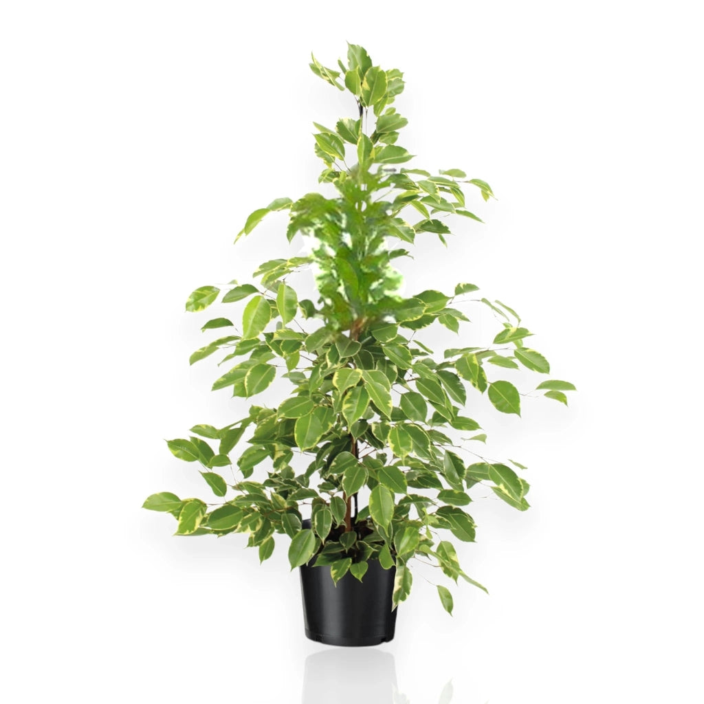 Gardenaria Ficus benjamina 'Golden King' - Pianta da interno ornamentale Altezza: 100 cm (vaso 21)