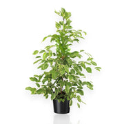 Gardenaria Ficus benjamina 'Golden King' - Pianta da interno ornamentale Altezza: 100 cm (vaso 21)