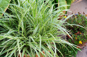 Gardenaria Carex morrowii 'Vanilla Ice' - Graminacea ornamentale da esterno Altezza: 40 cm (vaso 17)