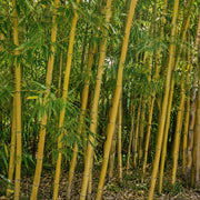 Gardenaria Bambù Dorato - Phyllostachys aurea - Bambù ornamentale da esterno Altezza: 80/110 cm (vaso19)