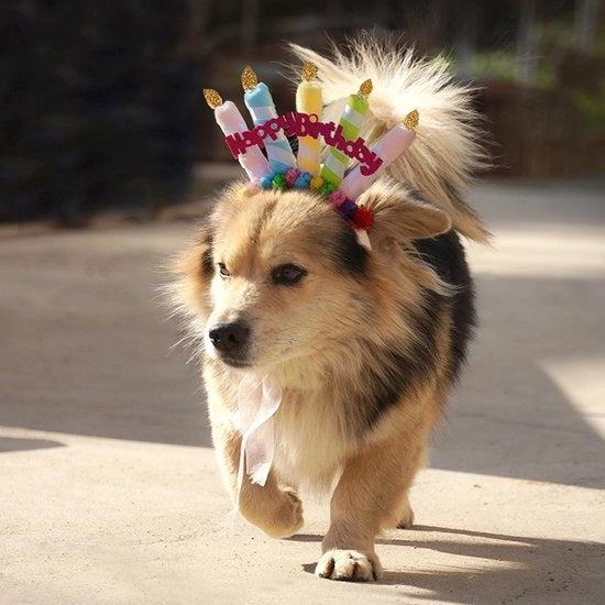 Set di compleanno per animali domestici - Cappello/cintura per capo - Decorazioni a palline - Set di decorazioni per festa - Accessori per animali domestici - Polyester 6,6 x 9,0 in - Decorazione per festa per animali domestici