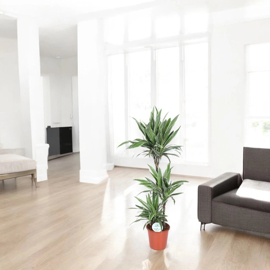 Gardenaria Dracaena fragrans 'Warneckei' - Pianta da interno ornamentale Altezza: 140 cm (vaso 31)