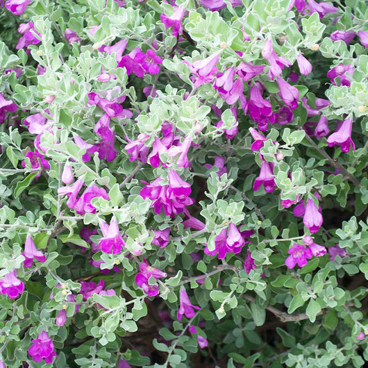 pianta di LEUCOPHYLLUM FRUTESCENS GREEN CLOUD CESP.17