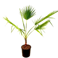 Pianta di PALMA WASHINGTONIA ROBUSTA WASHINGTON palma messicata in vaso 18 cm