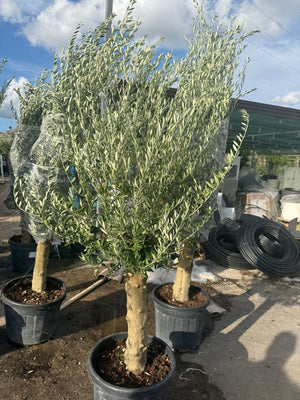 olea europaea fusto koroneiki vaso 55 (foto reali)