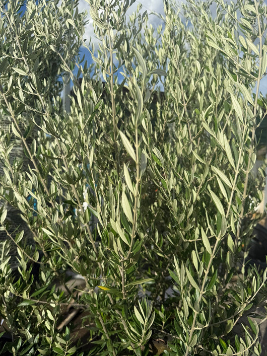 olea europaea fusto koroneiki vaso 55 (foto reali)