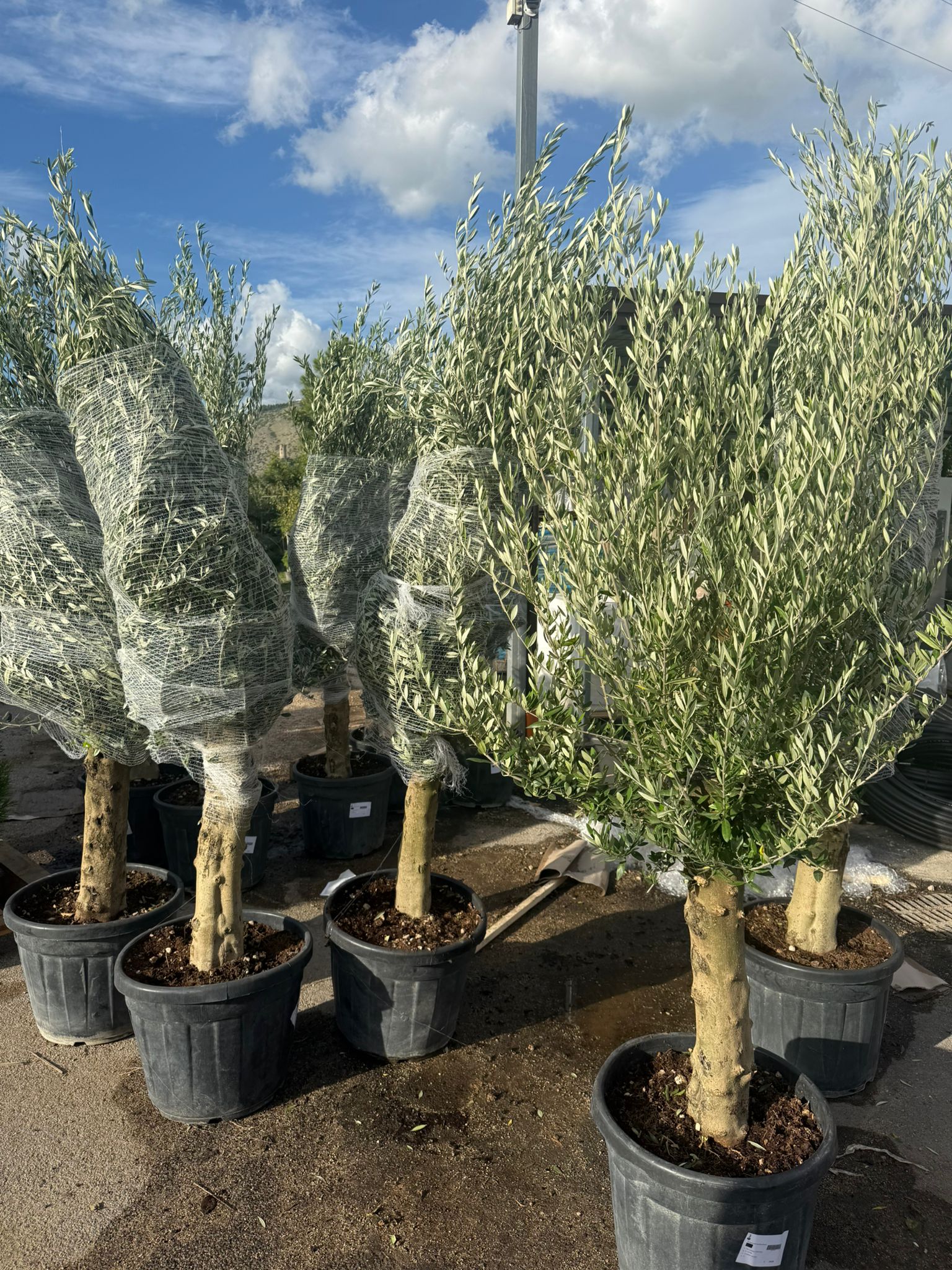 olea europaea fusto koroneiki vaso 55 (foto reali)
