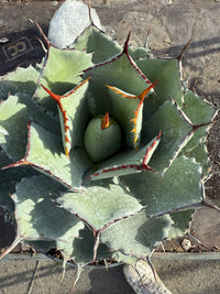 AGAVE POTATORUM KISSHO KAN VASO 20 (foto reali)
