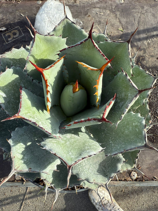 AGAVE POTATORUM KISSHO KAN VASO 20 (foto reali)