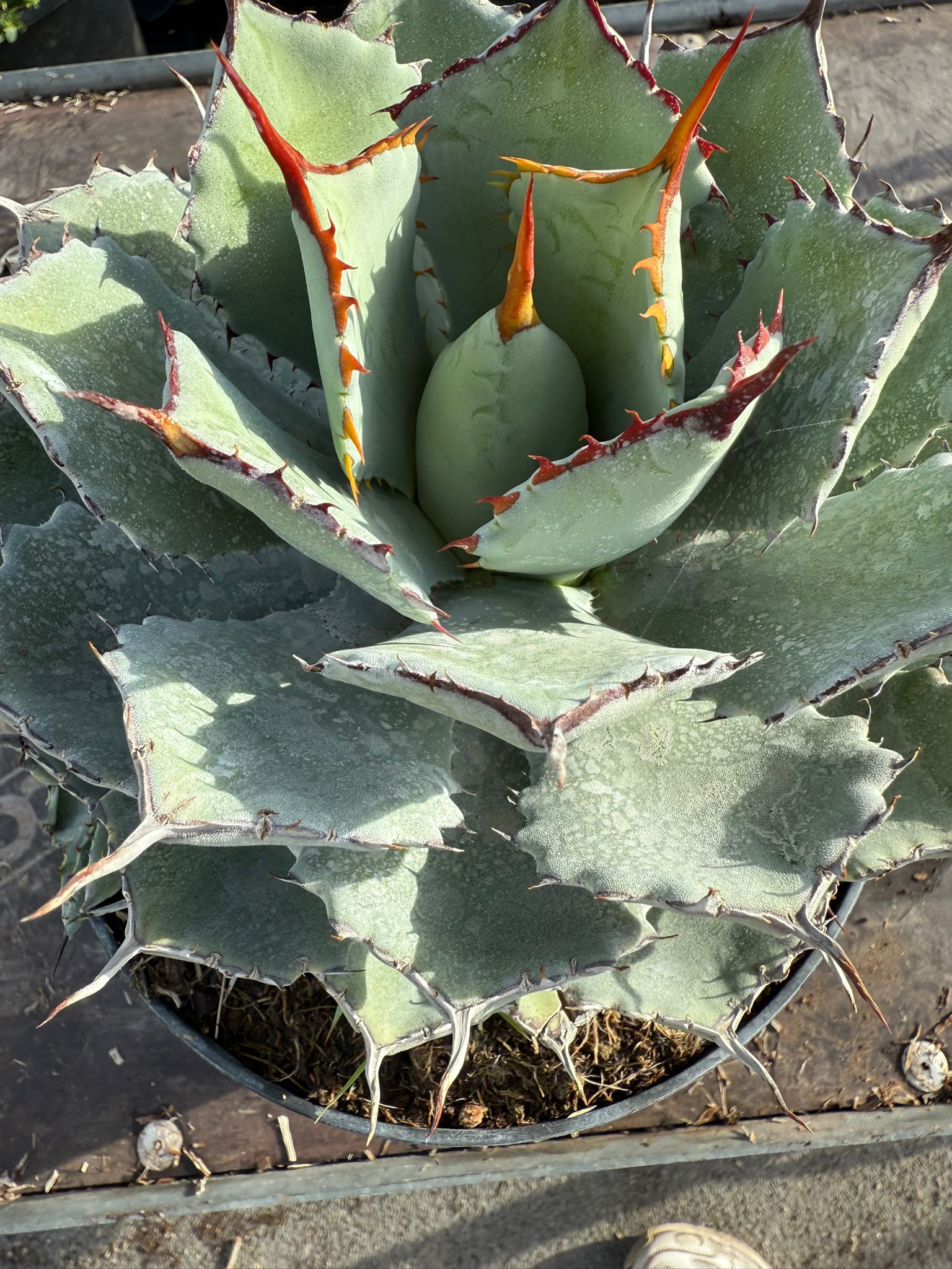 AGAVE POTATORUM KISSHO KAN VASO 20 (foto reali)