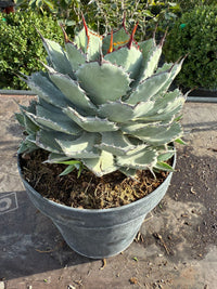 AGAVE POTATORUM KISSHO KAN VASO 20 (foto reali)