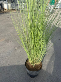 pianta di MISCANTHUS MORNING LIGHT VASO 24 (foto reale)