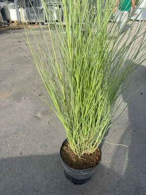 pianta di MISCANTHUS MORNING LIGHT VASO 24 (foto reale)