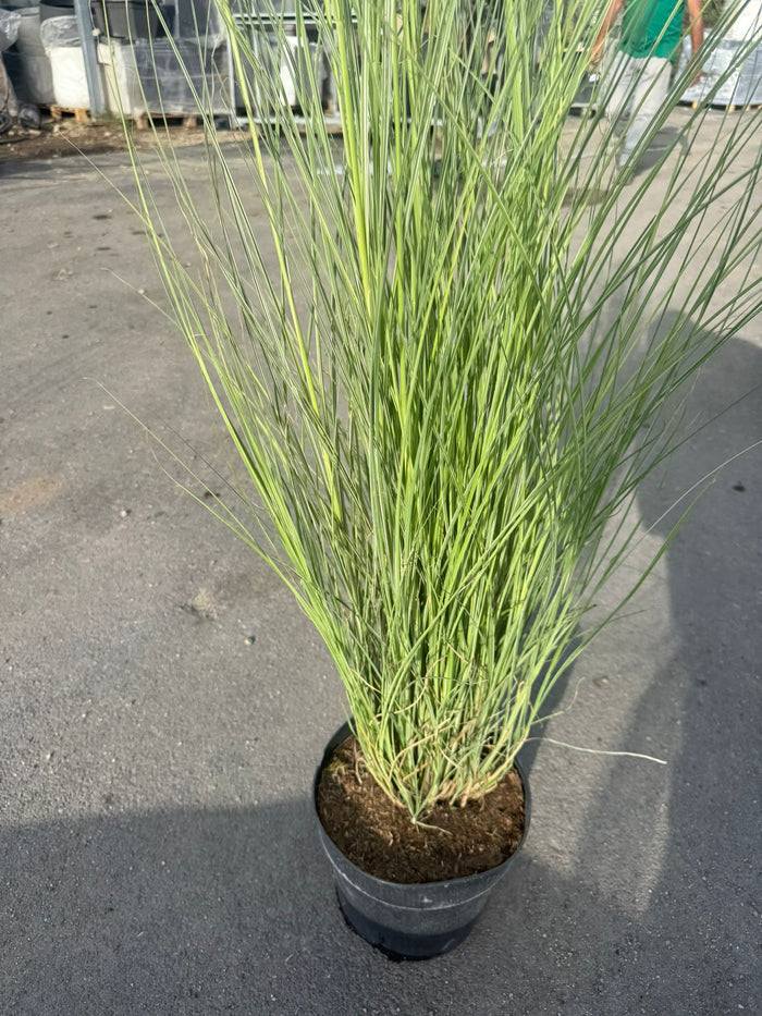 pianta di MISCANTHUS MORNING LIGHT VASO 24 (foto reale)