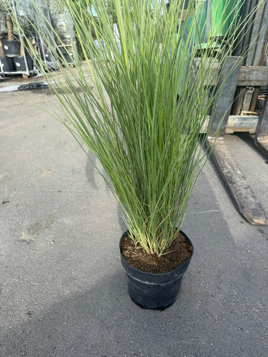 pianta di MISCANTHUS MORNING LIGHT VASO 24 (foto reale)