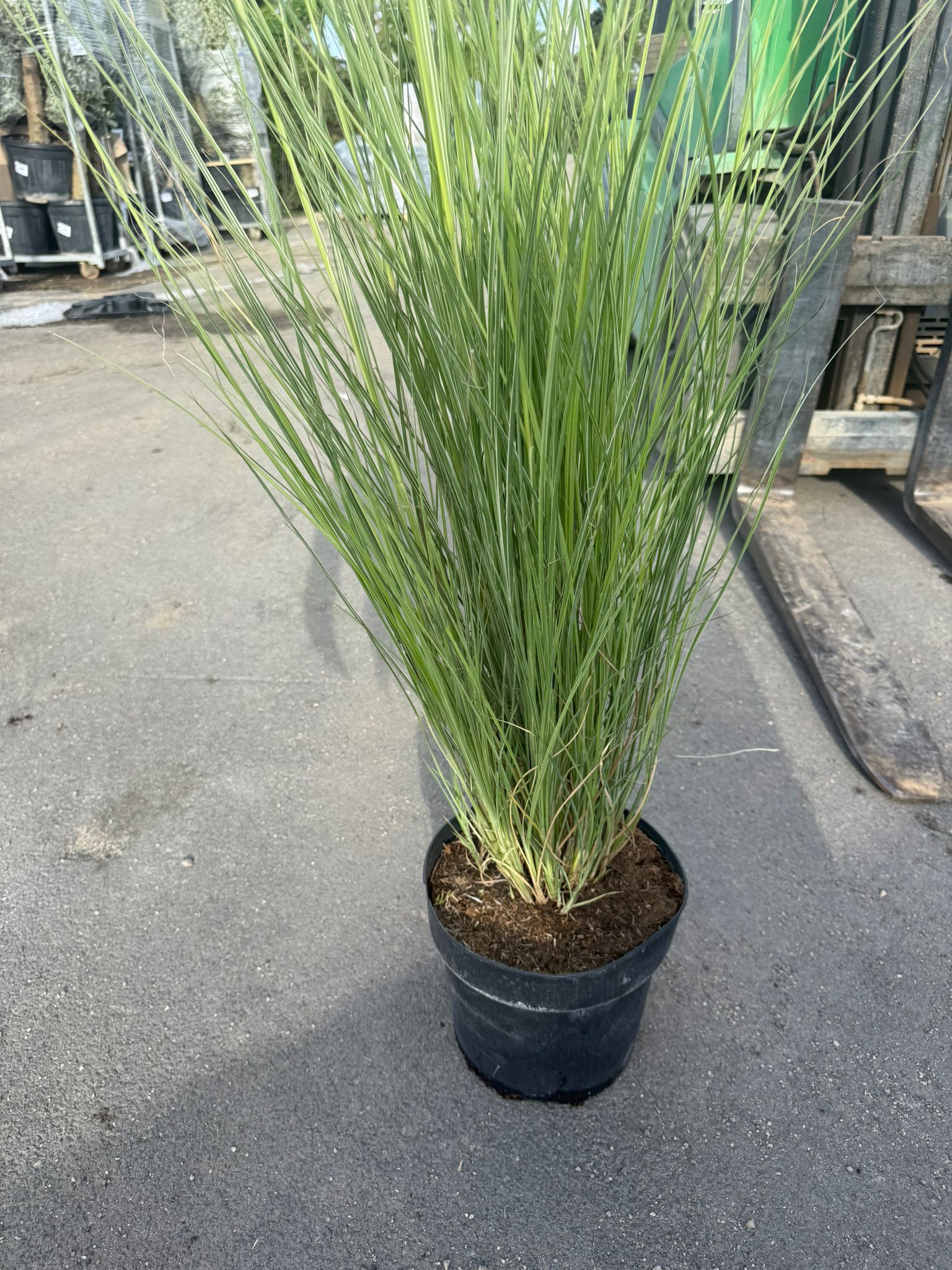 pianta di MISCANTHUS MORNING LIGHT VASO 24 (foto reale)