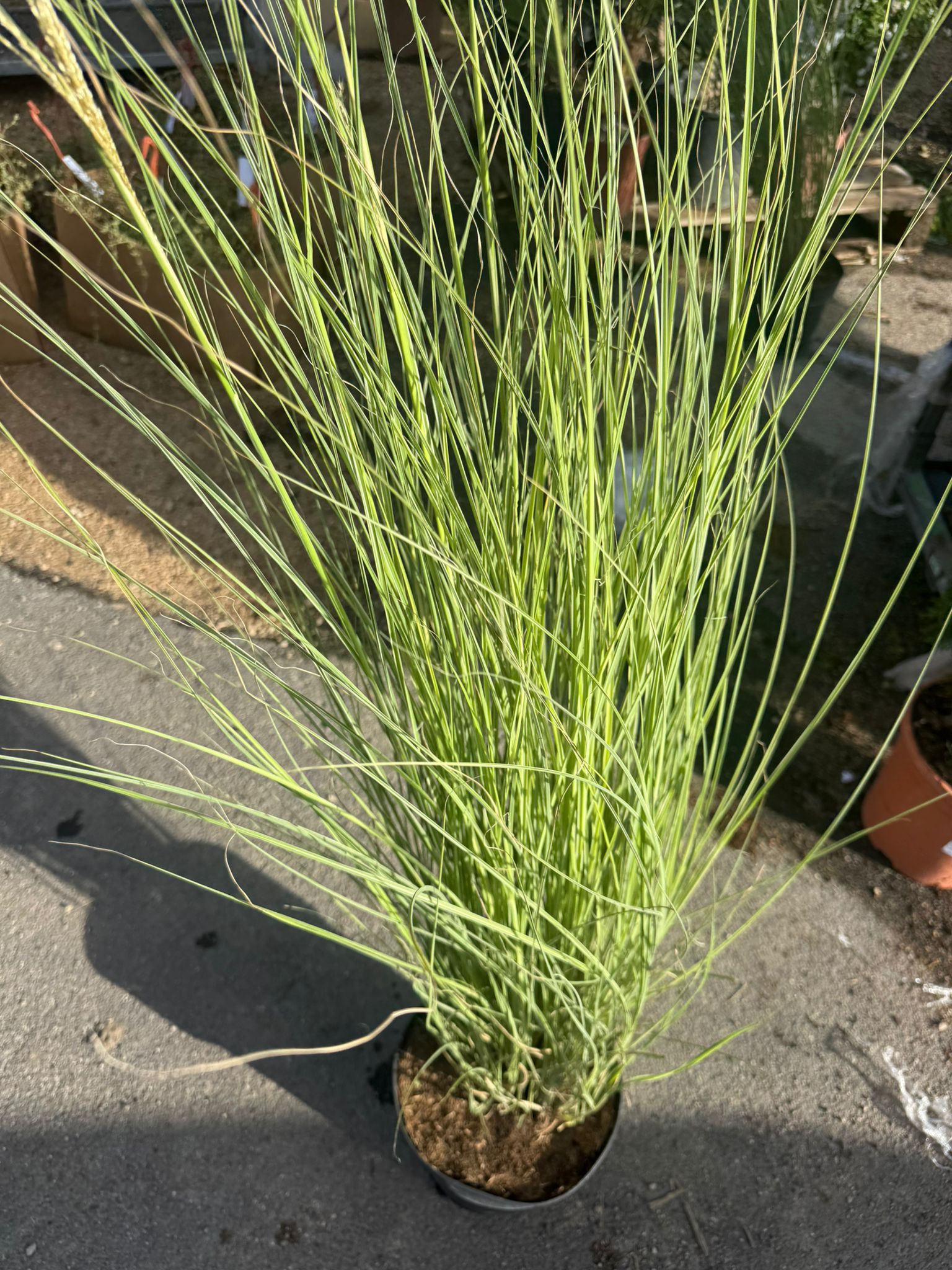 pianta di MISCANTHUS MORNING LIGHT VASO 24 (foto reale)