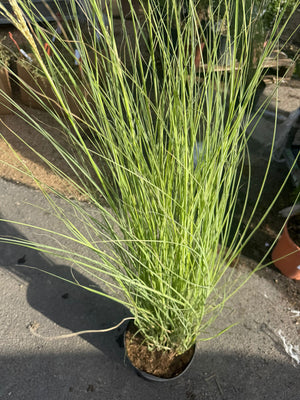 pianta di MISCANTHUS MORNING LIGHT VASO 24 (foto reale)