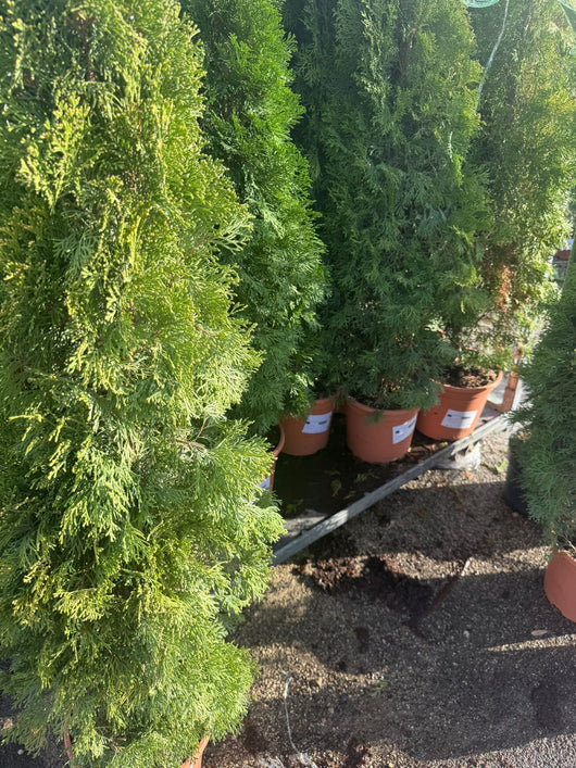 Thuja occidentalis smaragd vaso 20cm H 70cm