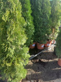 thuja occidentalis smaragd cesp 27 (foto reali)