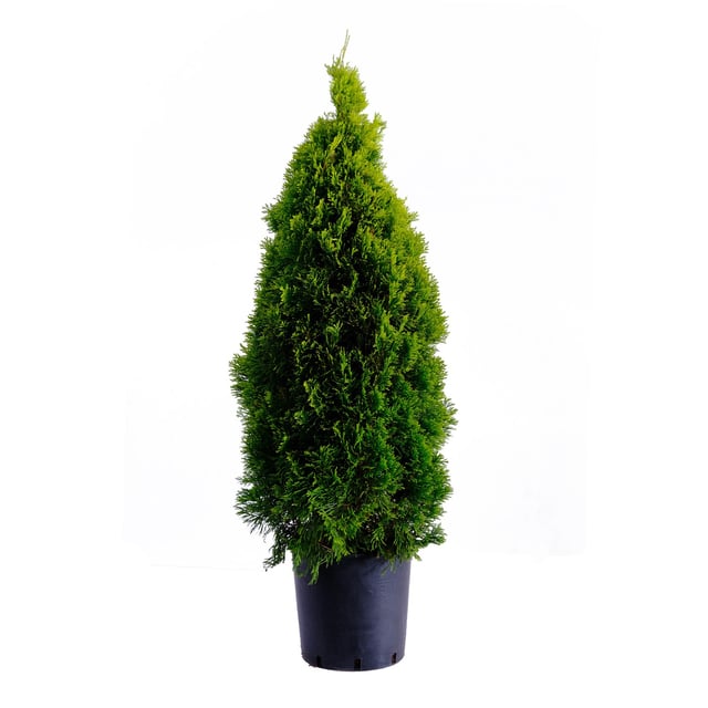 thuja occidentalis smaragd cesp 27 (foto reali)