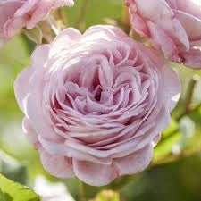 MEILLAND Rosa Prince Jardinier rifiorente profumata fiore grande elegante