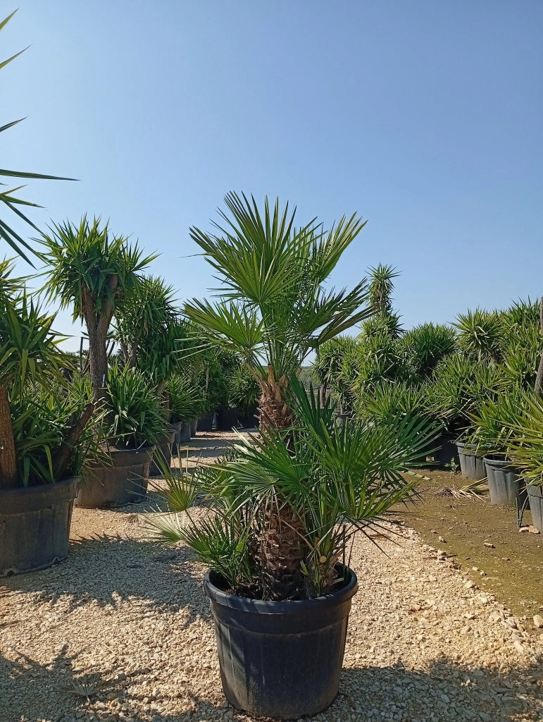 Palma Nana Chamaerops Humilis Vaso 60 cm Pianta Mediterranea Sempreverde