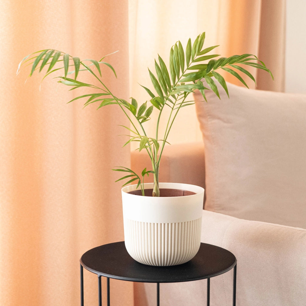 Vaso da fiori KADAX, Coprivaso, 11 cm, Plastica, Rotondo, A coste, Pianta
