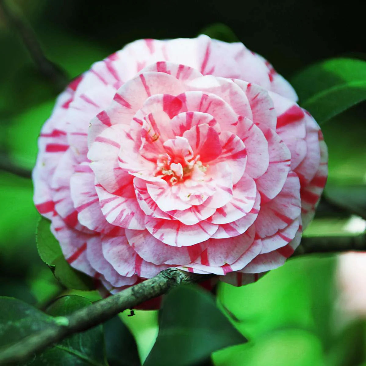 Camelia Japonica Variegata Bonomiana