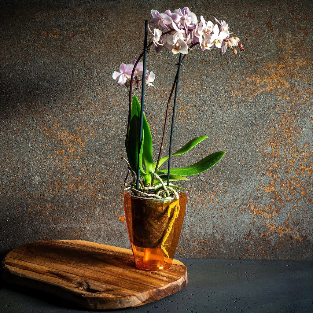 Vaso per orchidee KADAX in plastica arancione, 9 cm