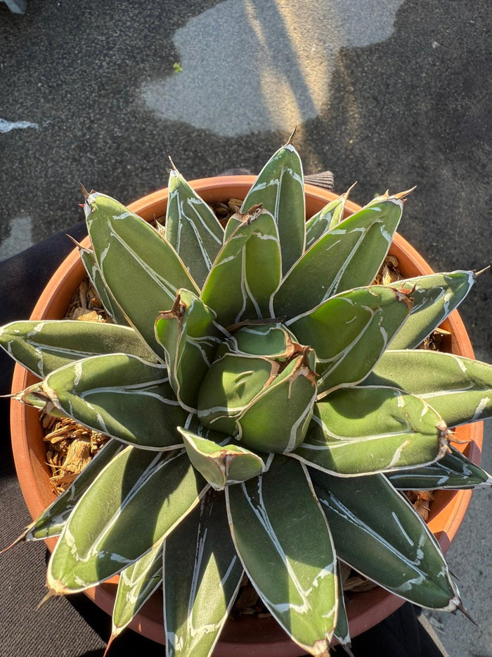 PIANTA DI AGAVE  REGINAE VASO 21 (FOTO REALI)