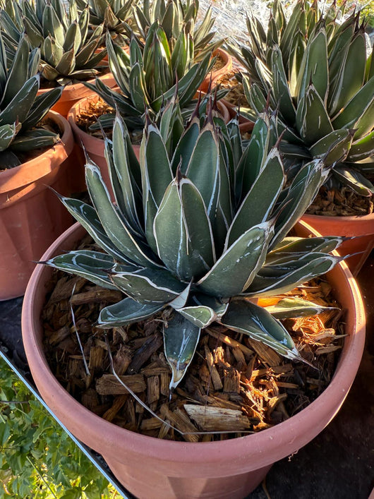 PIANTA DI AGAVE  REGINAE VASO 21 (FOTO REALI)