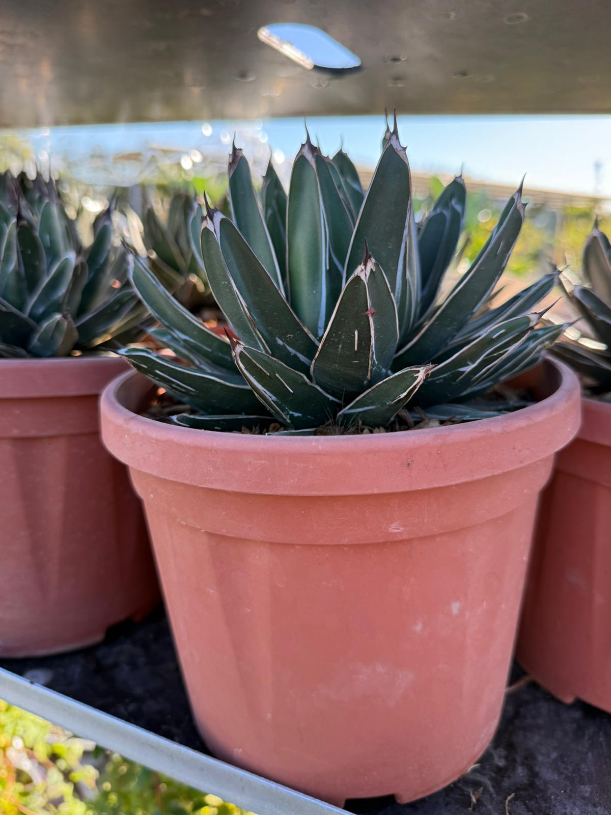 PIANTA DI AGAVE  REGINAE VASO 21 (FOTO REALI)