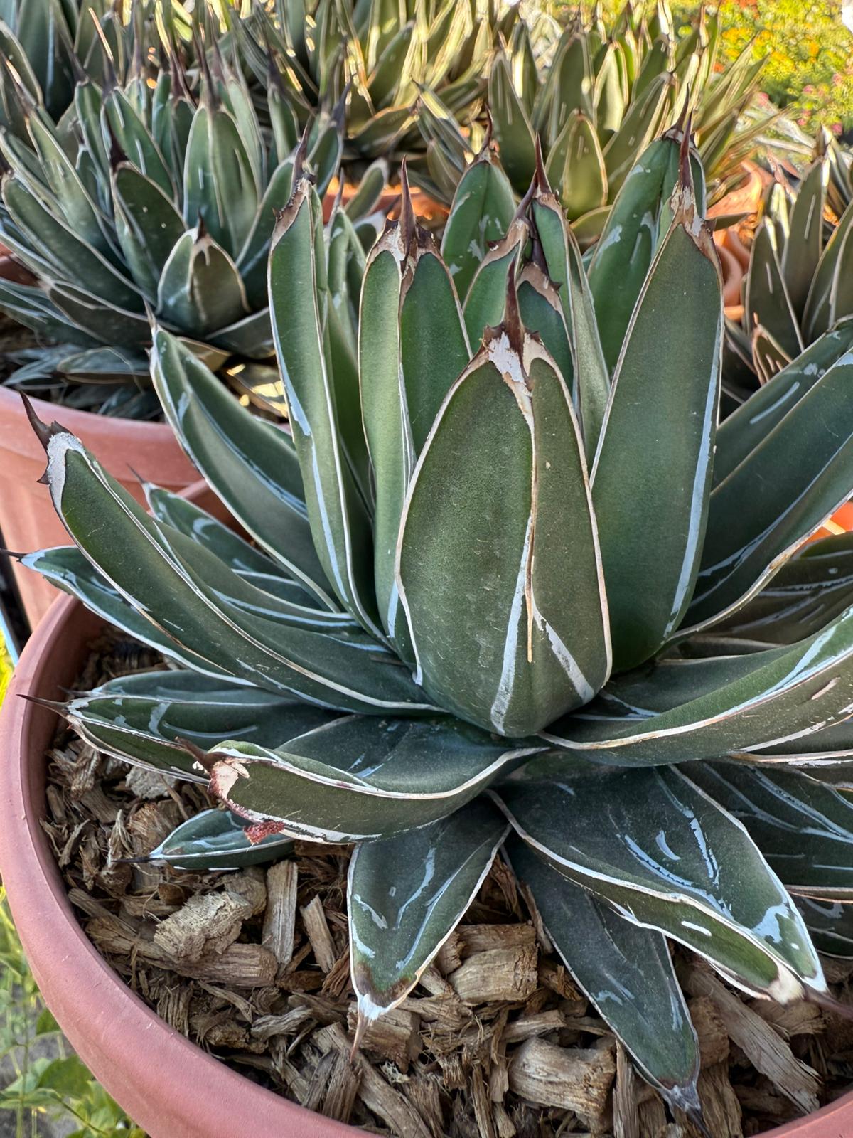 PIANTA DI AGAVE  REGINAE VASO 21 (FOTO REALI)