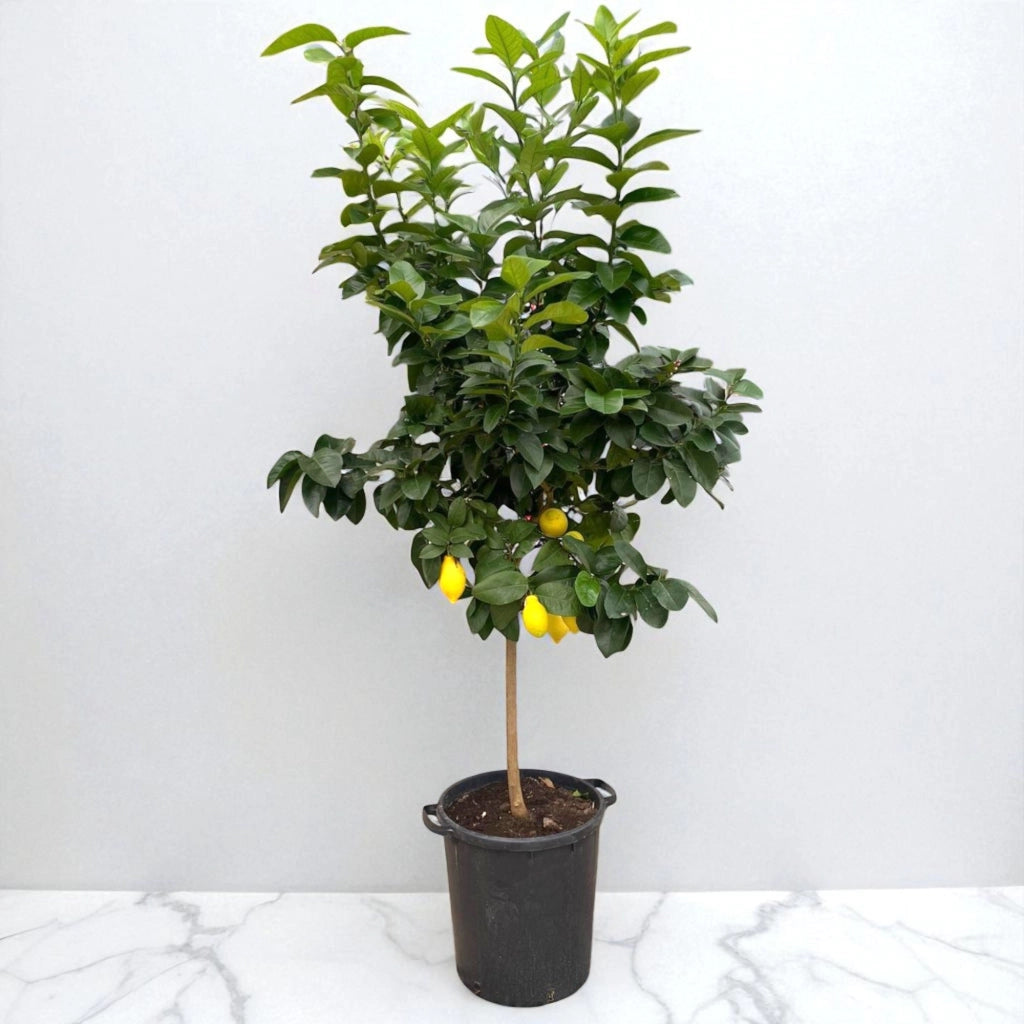 Gardenaria Limone 4 Stagioni - Citrus limon 'Lunario' - Pianta di agrume da frutto in vaso Altezza: 125/140 cm (vaso26)