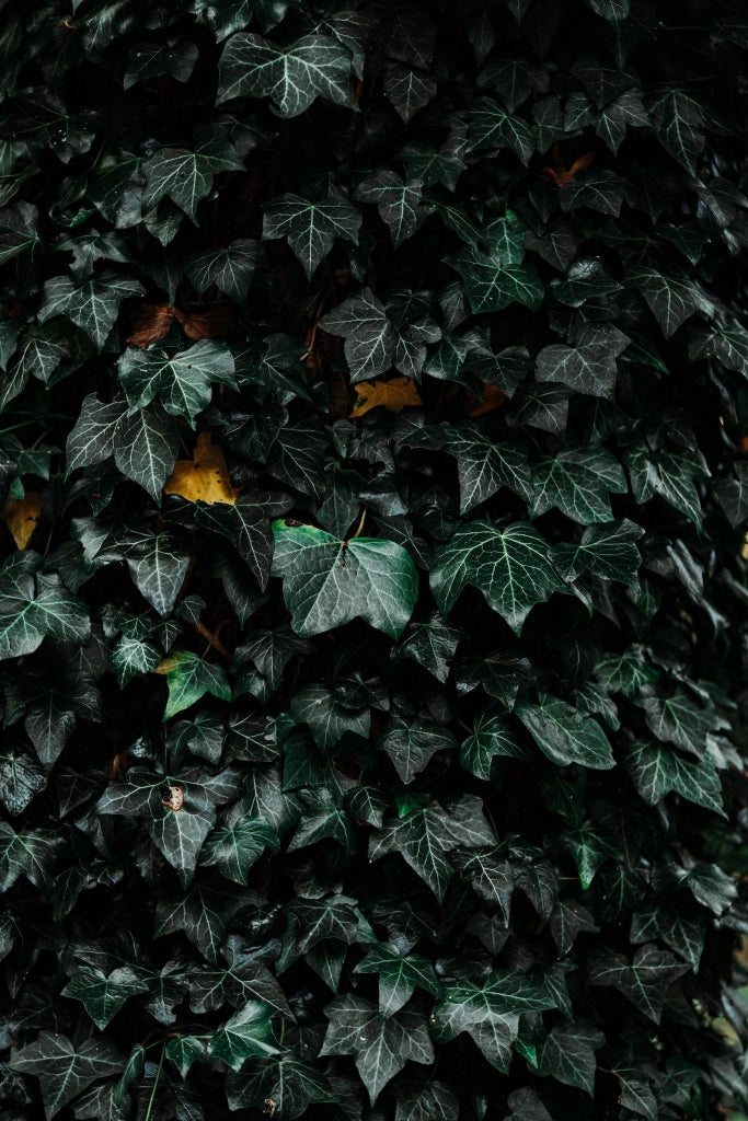 HEDERA ELEGANTISSIMA SPALLIERA H 200 CM VASO 40
