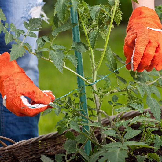 MOHOME Bastoncini Supporto Piante Rampicanti Cannette Acciaio Plastificato Bastone 1,6 Ø x 210 cm Tutore Verde Giardino Orto Pomodori Melenzane Taglia: SET DA 25