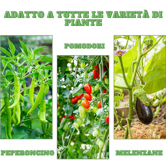 MOHOME Bastoncini Supporto Piante Rampicanti Cannette Acciaio Plastificato Bastone 1,6 Ø x 210 cm Tutore Verde Giardino Orto Pomodori Melenzane Taglia: SET DA 50