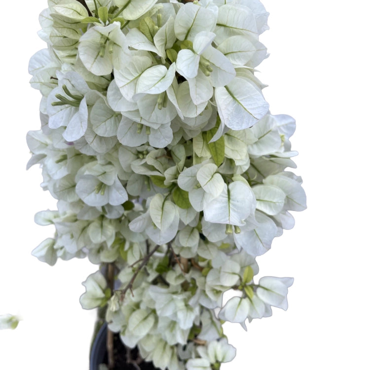 Pianta di BOUGANVILLEA Piramide BIANCO h 70 in vaso 18 cm AMDgarden
