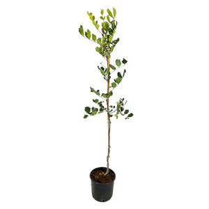 Pianta Albero di CARRUBO CARUBBO ceratonia siliqua  H 160CM vaso18cm FOTO REALE