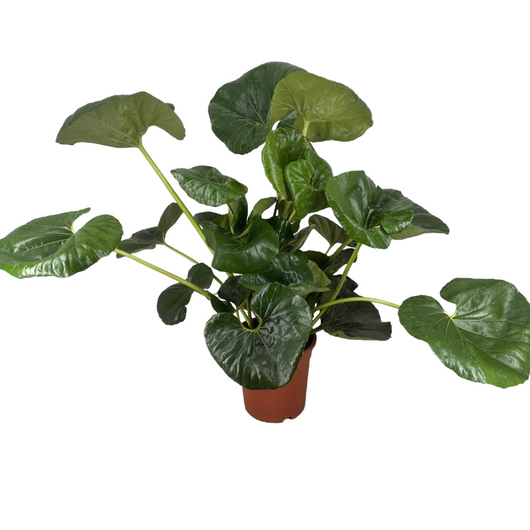 Pianta di Farfugium Japonicum Giganteum h 80 cm Farfalla Giapponesein vaso 18 cm