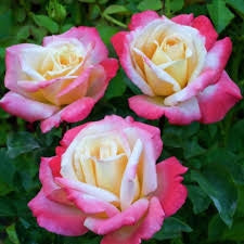 Rosa ‘Laetitia Casta’ – Rosa rosa profumata a fiore grande