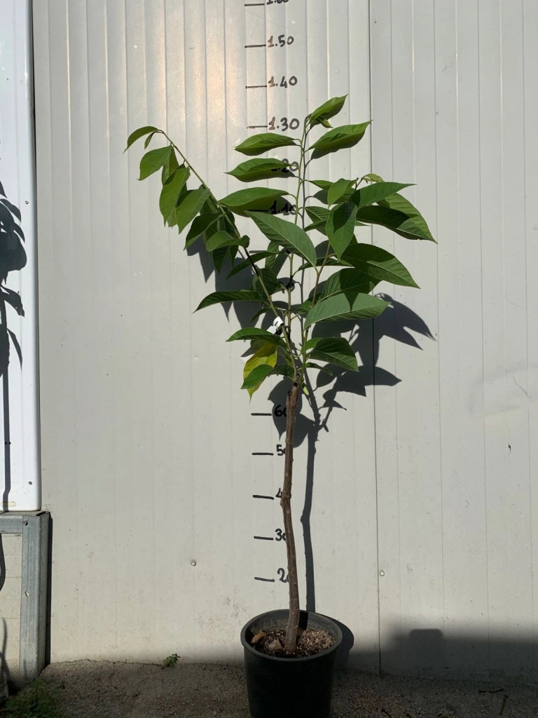 PIANTA DI ANNONA ATEMOYA RED ISRAEL, ANNONA ROSSA FOTO REALI H 140CM