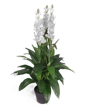 Orchidee Cymbidium in Vaso da 90 cm - Pianta di Coltivazione in Vaso - Disegno Realistico - Vaso in Plastica Nera - Adatto per Interno/Esterno - Alta Qualità