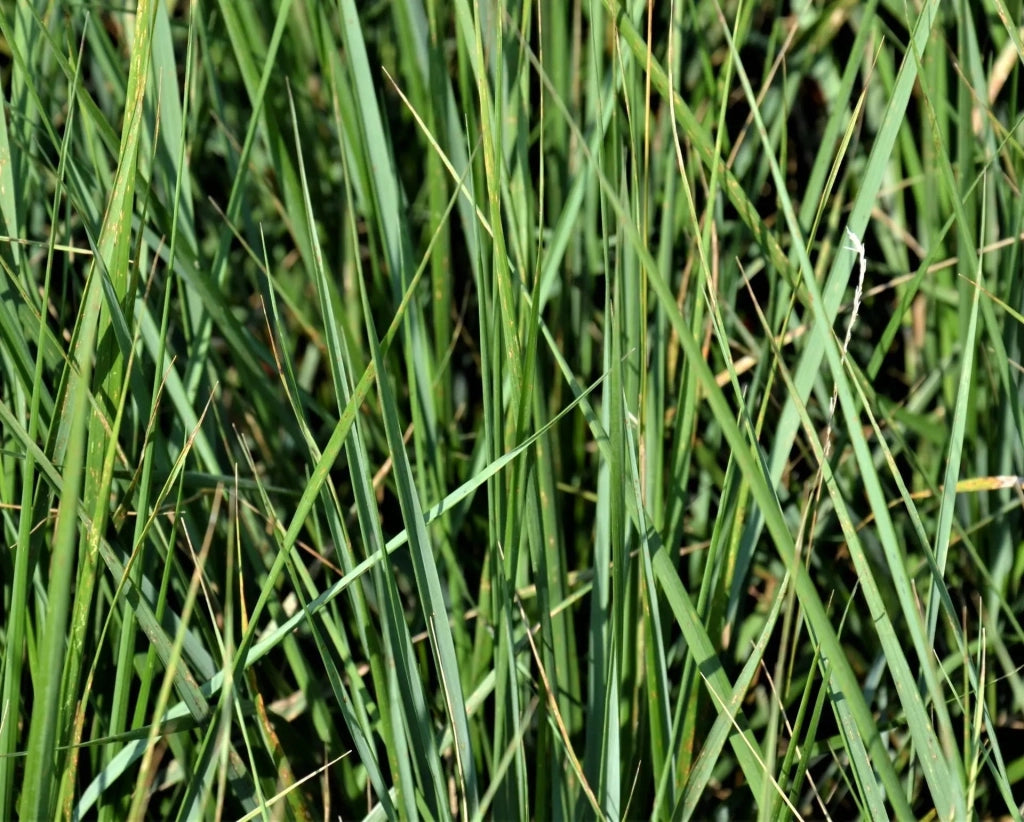 Gardenaria Calamagrostis acutiflora 'Karl Foerster' - Graminacea ornamentale da esterno Altezza: 100 cm (vaso 24)
