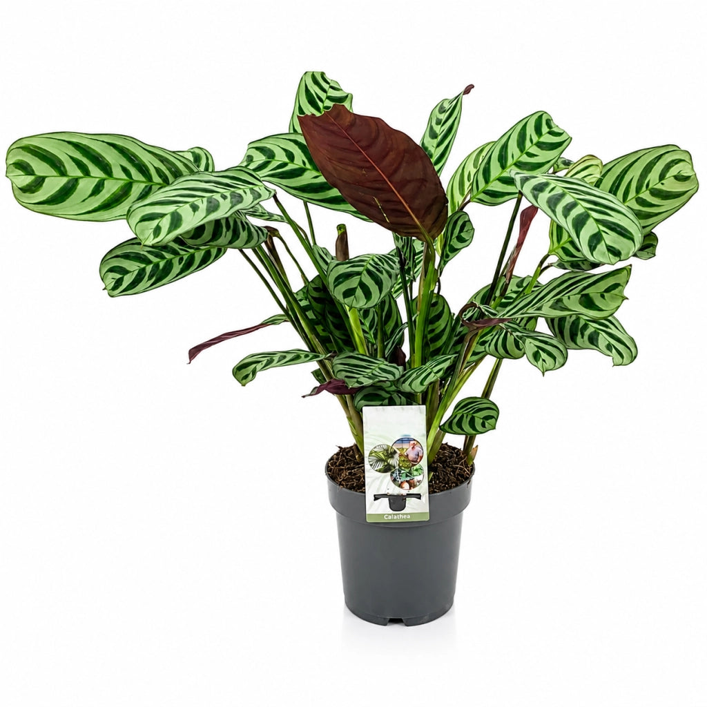 Gardenaria Ctenanthe burle-marxii - Pianta da interno ornamentale Altezza: 45 cm (vaso 14)