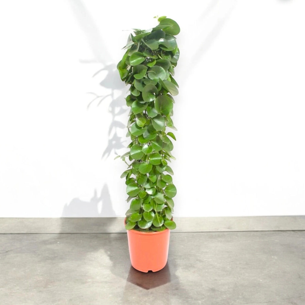 Gardenaria Cissus rotundifolia - Pianta da interno ornamentale Altezza: 120 cm (vaso 24)
